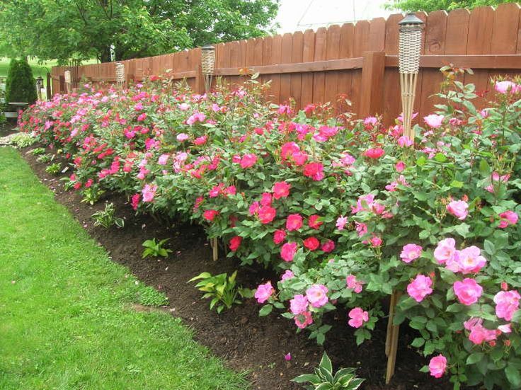 A New Rose Bed