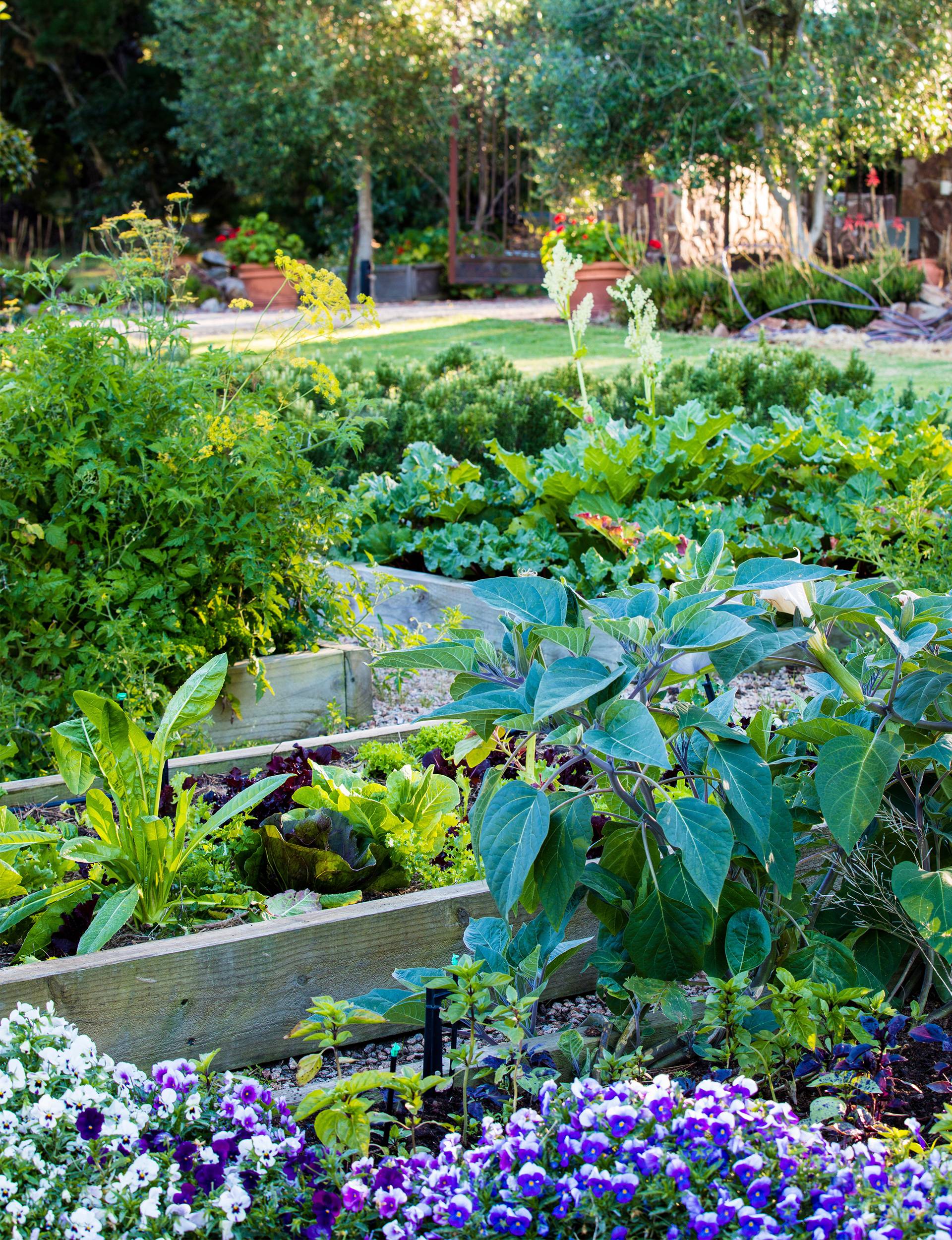 A Beautiful Raised Bed Vegetable Garden