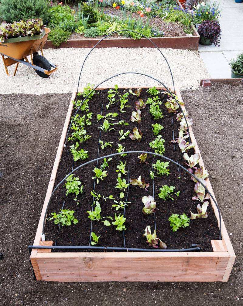 Garden Boxes