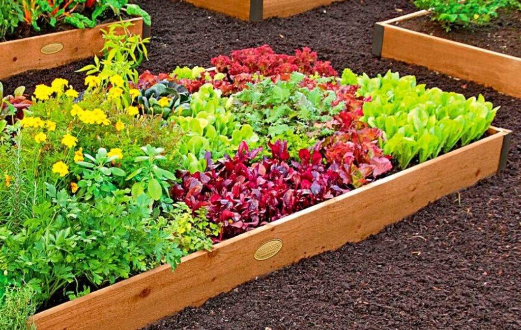 A Great New Raised Bed Garden Kit