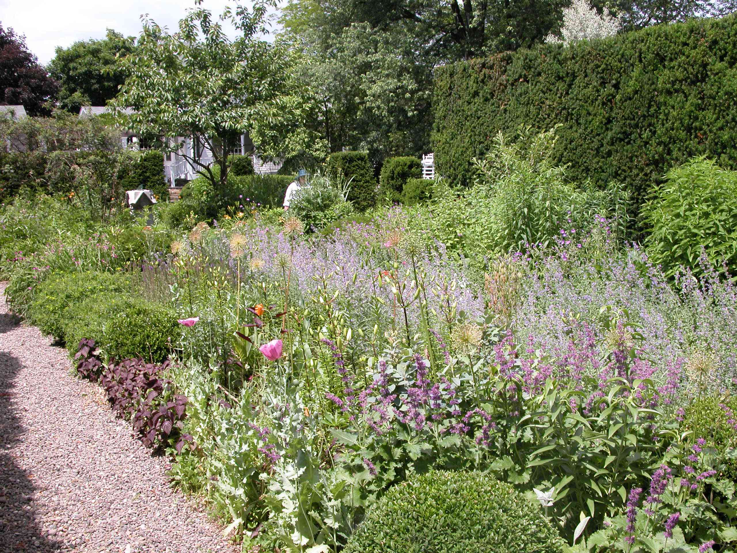 An Overgrown Garden