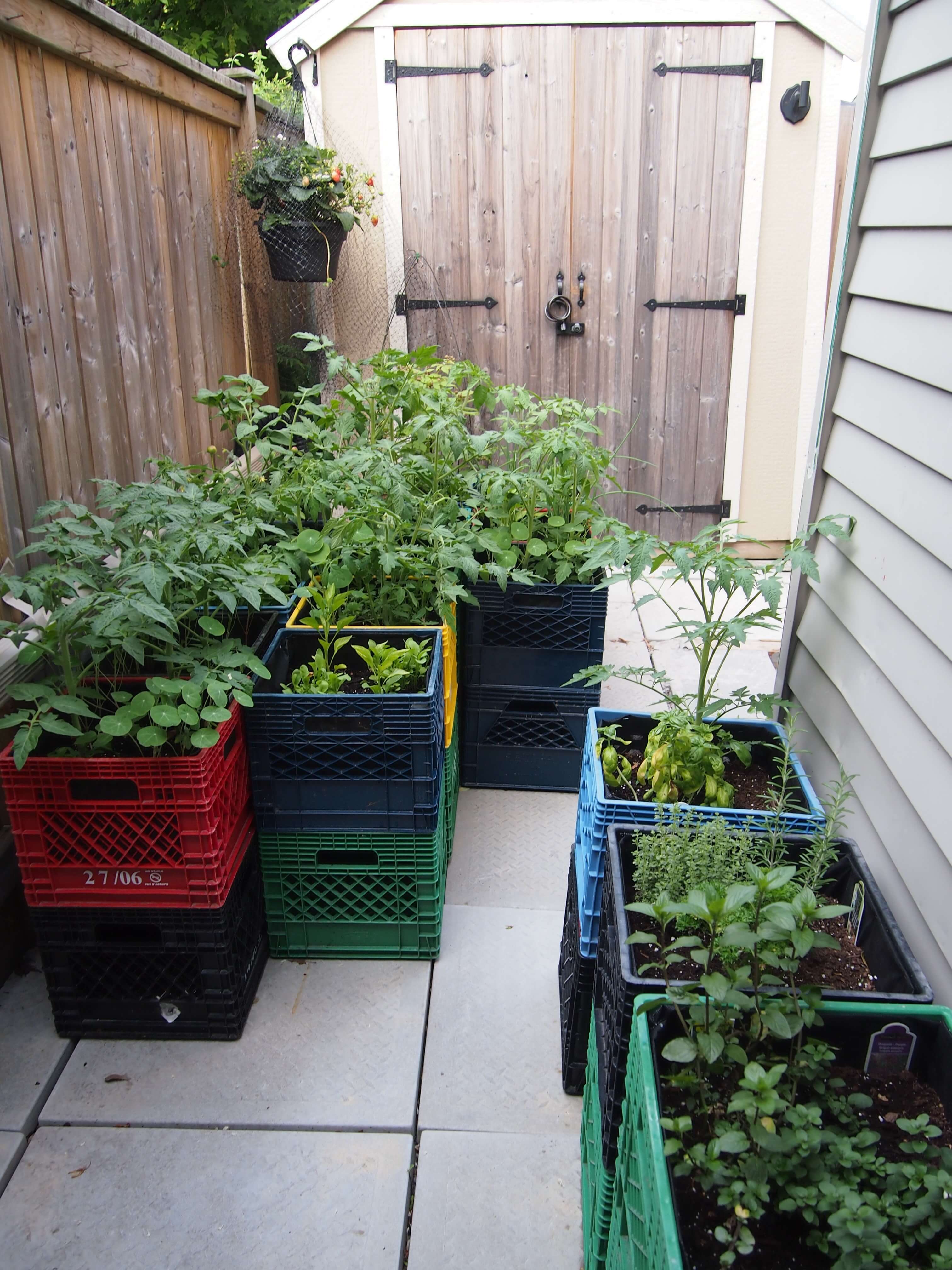 The Vegetable Garden