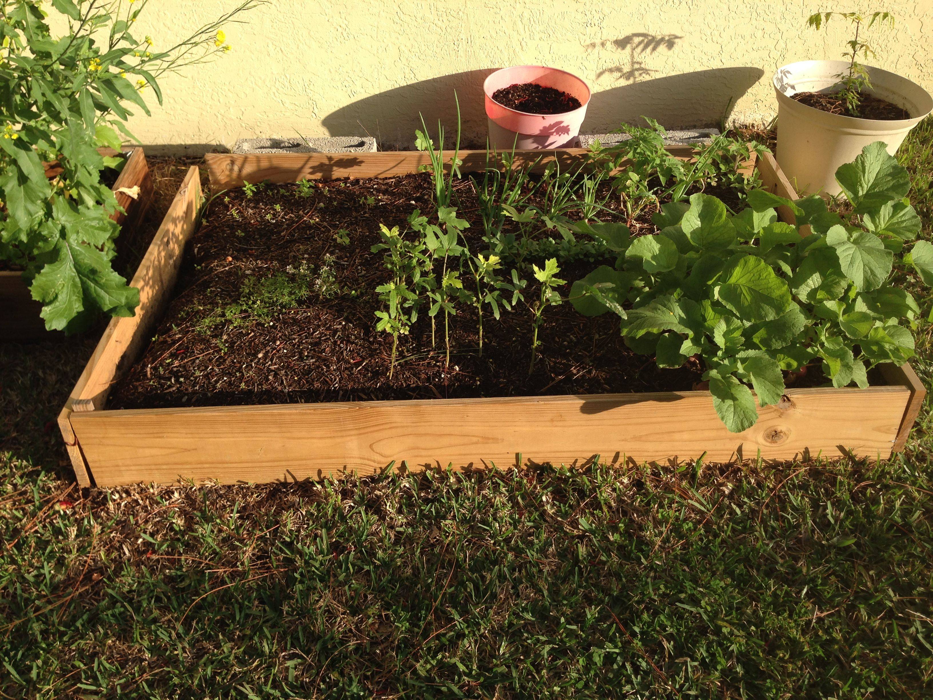 Frugal Raised Garden Beds