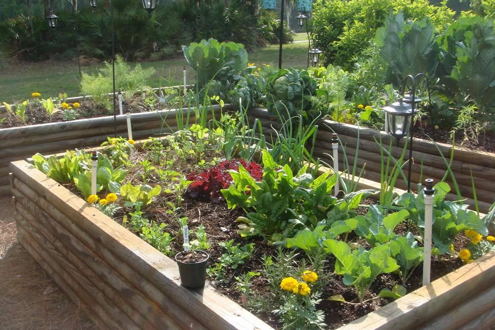 Simple Backyard Vegetable Garden Ideas Garden Design