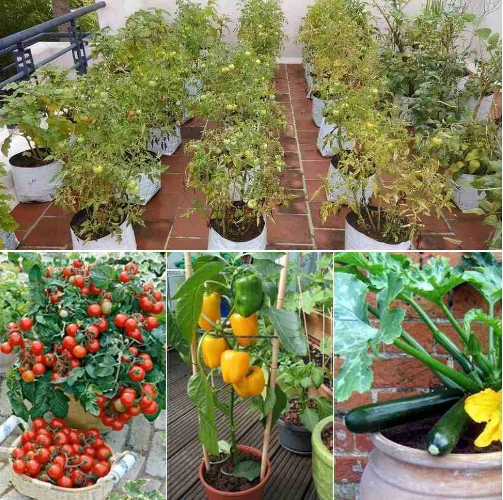 Fancy Garden Bed Borders Ideas