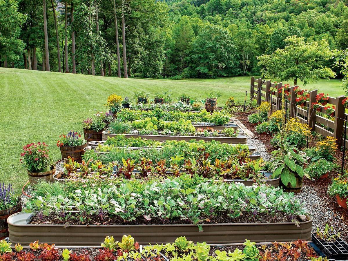 A Late Summer Vegetable Garden Private Newport