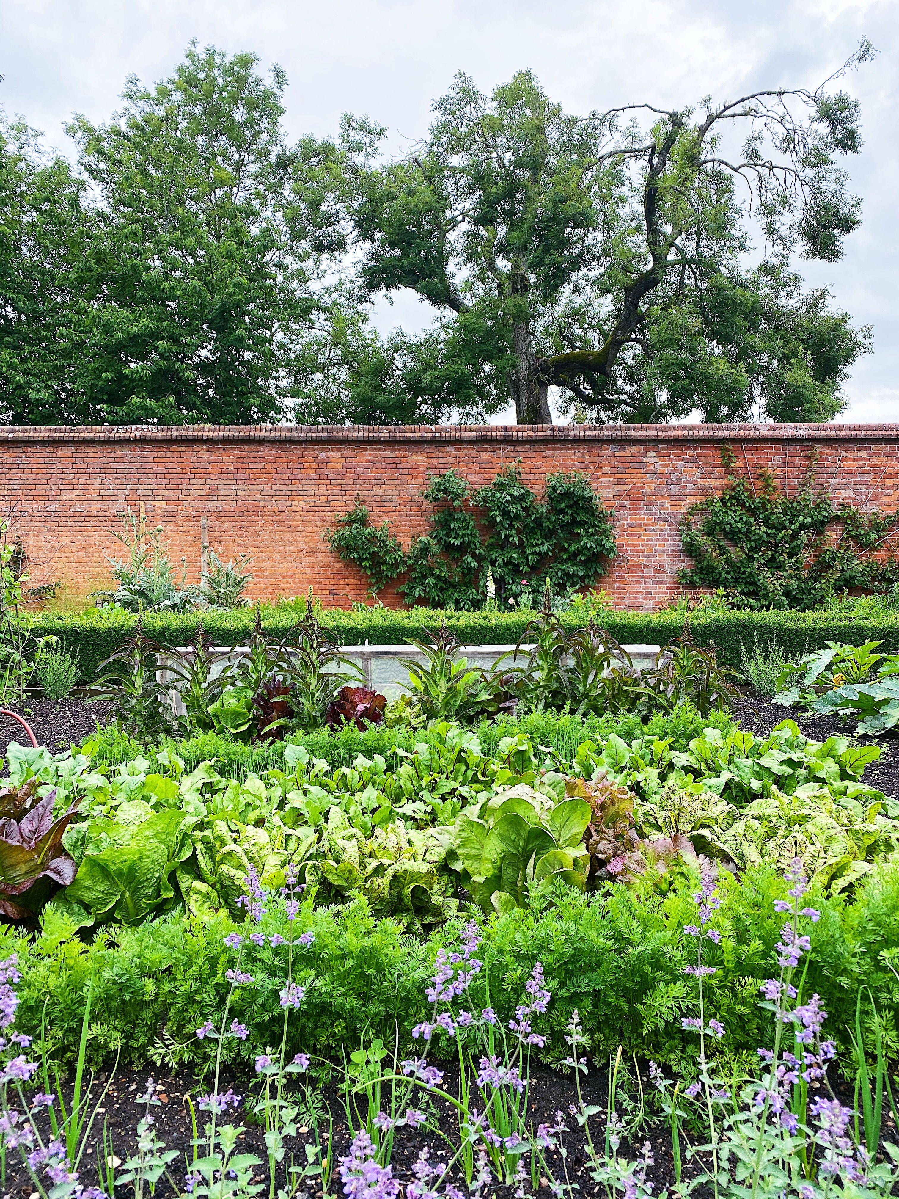 Backyard Vegetable Garden Backyard Vegetable Gardens