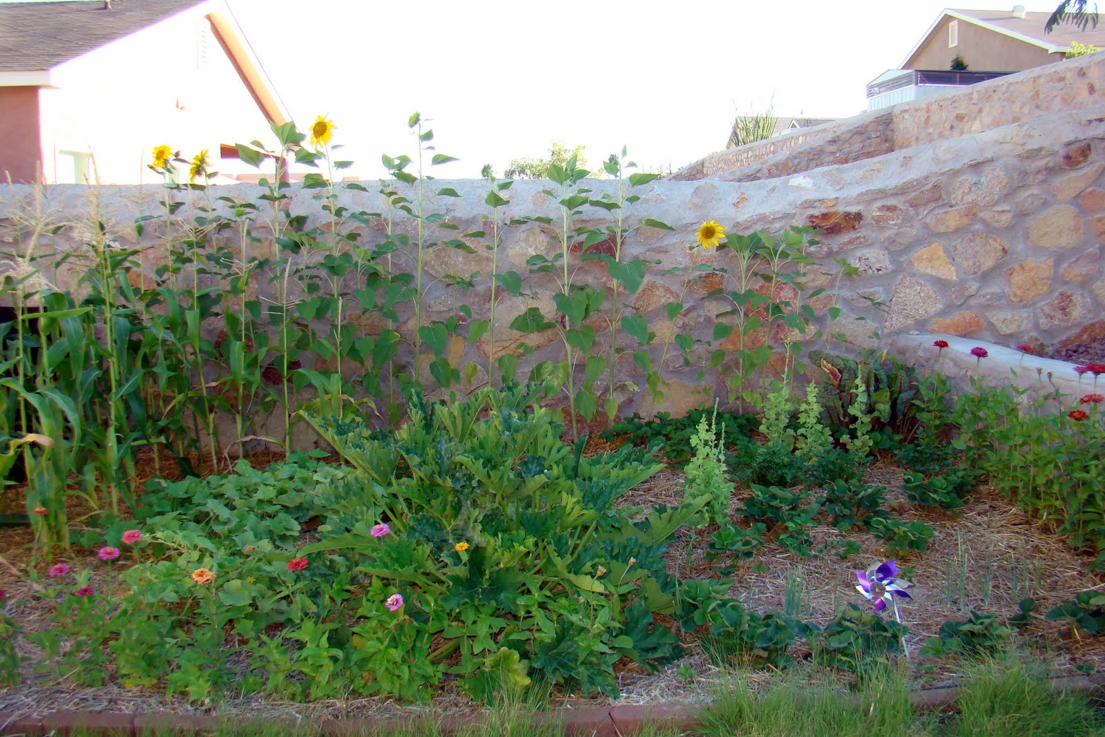 Backyard Vegetable Gardens