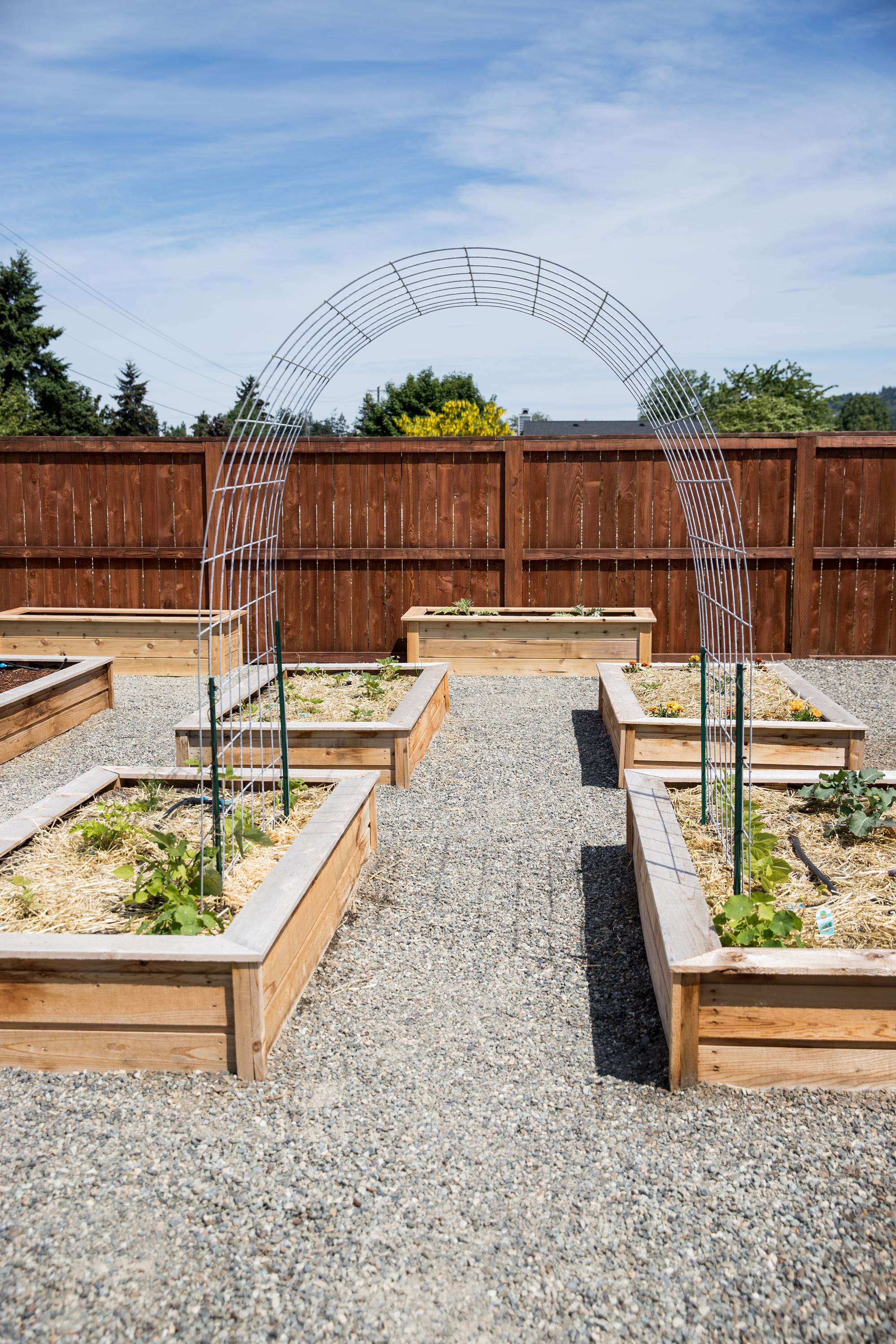 Tomato Trellis