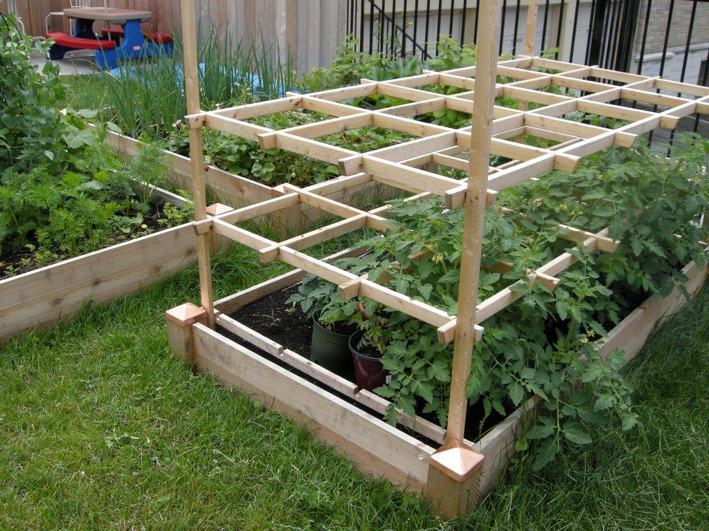 An Eyecatching Bean Trellis