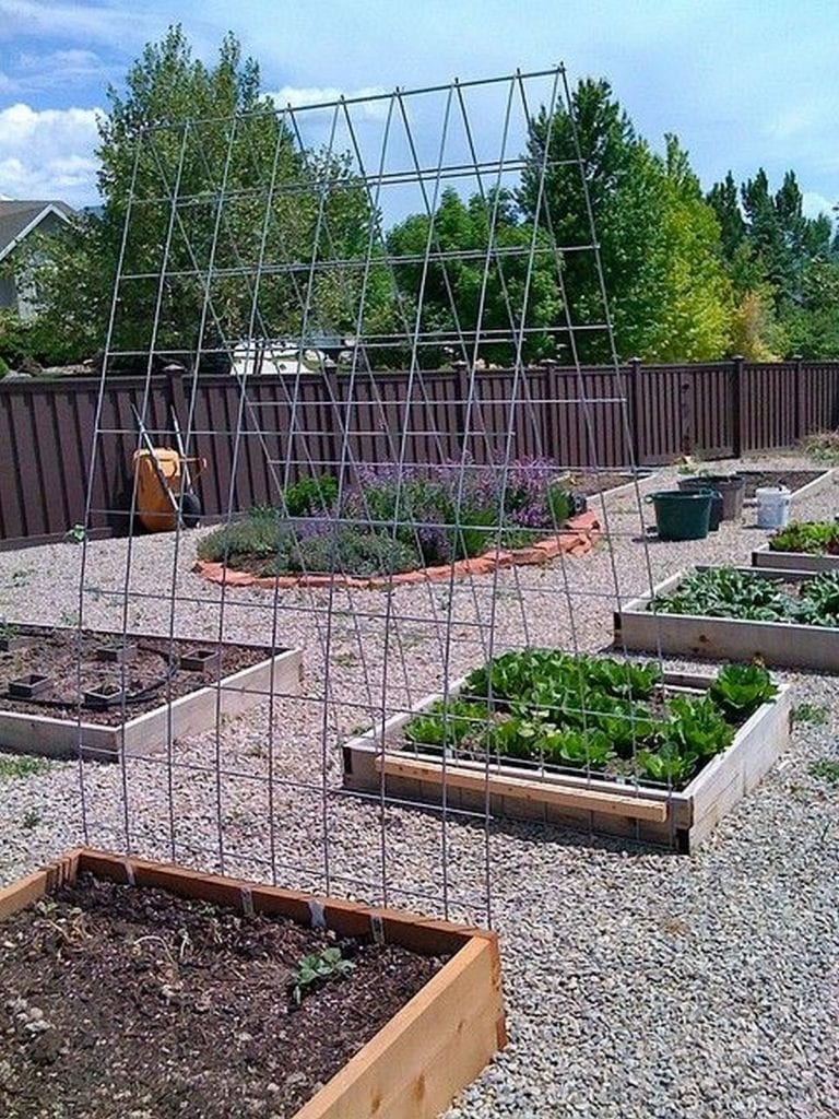 Tomato Trellis