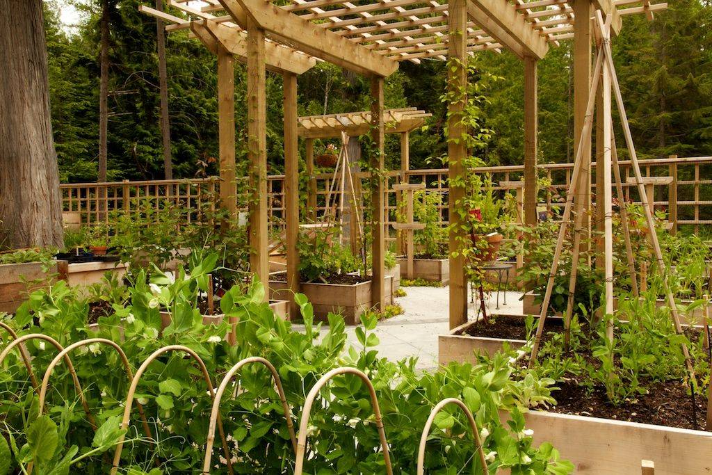 An Eyecatching Bean Trellis
