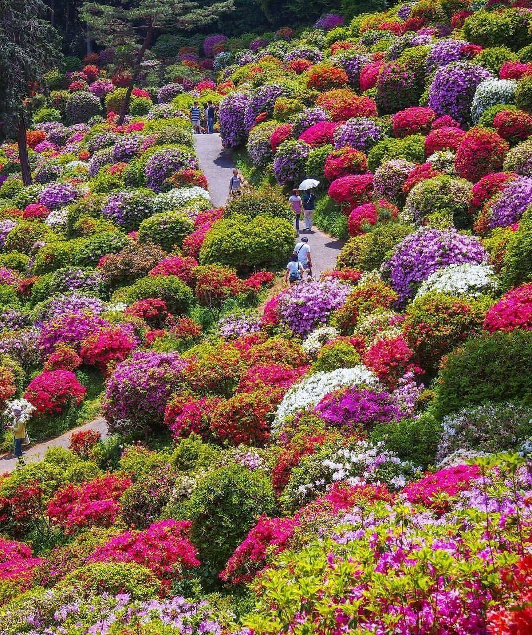 18 Japanese Flower Garden Ideas For This Year | SharonSable