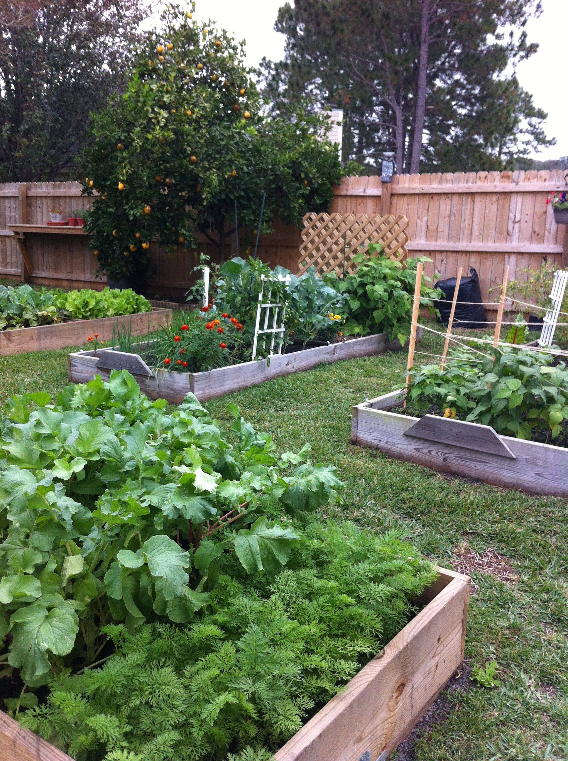 Our First Vegetable Garden
