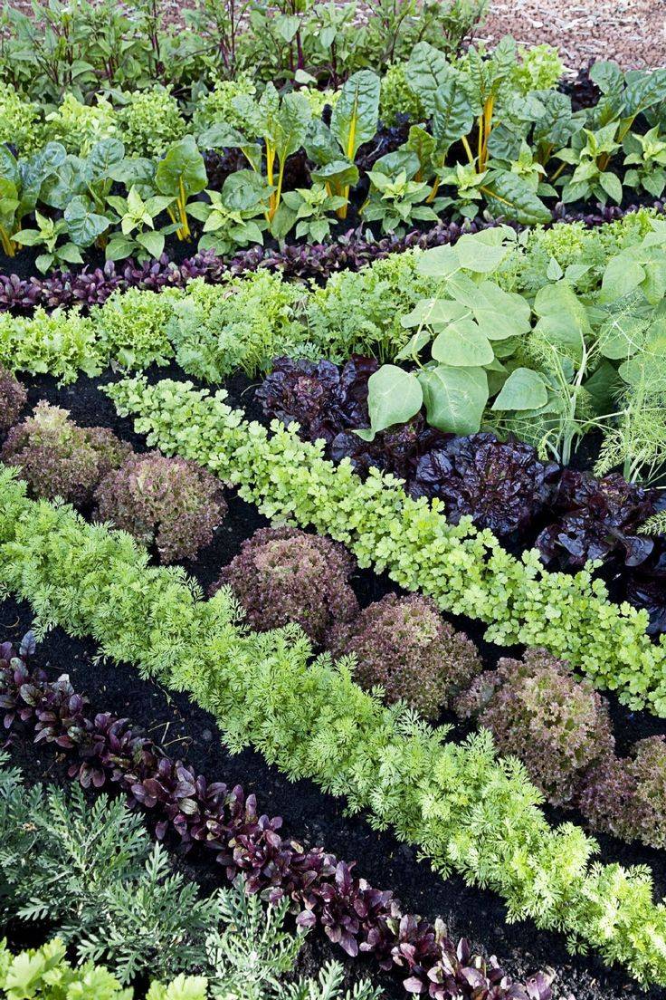 21 Pretty Vegetable Garden Ideas For This Year SharonSable