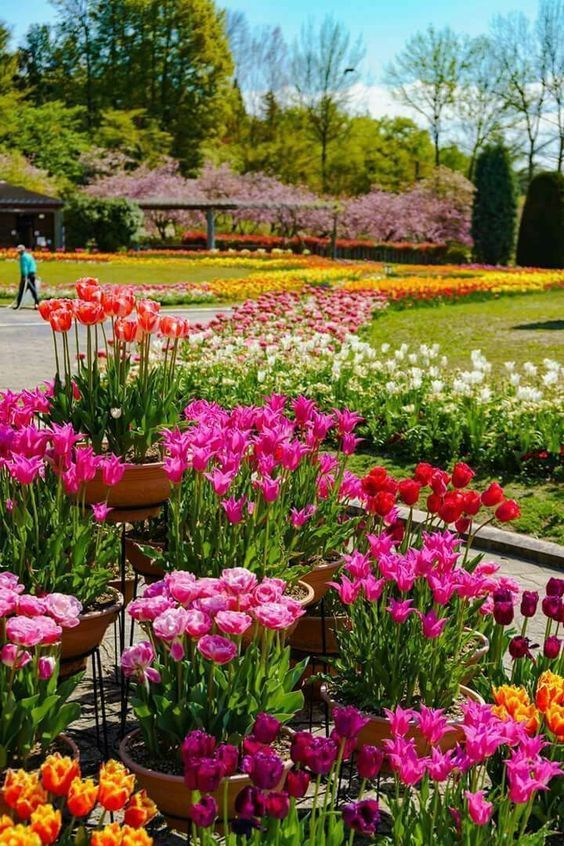 Your Summer Flower Garden