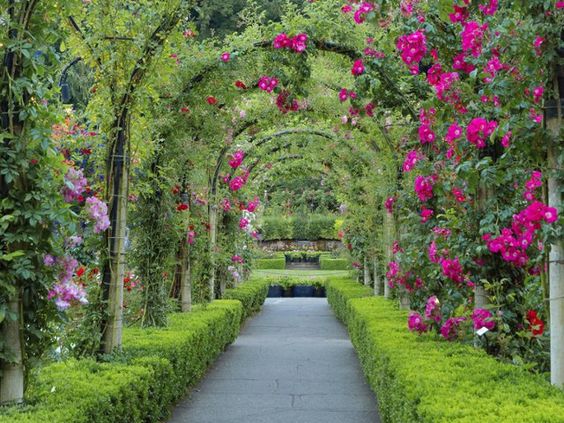 Free Download Beautiful Flower Garden Flower Forest Cool Wallpapers