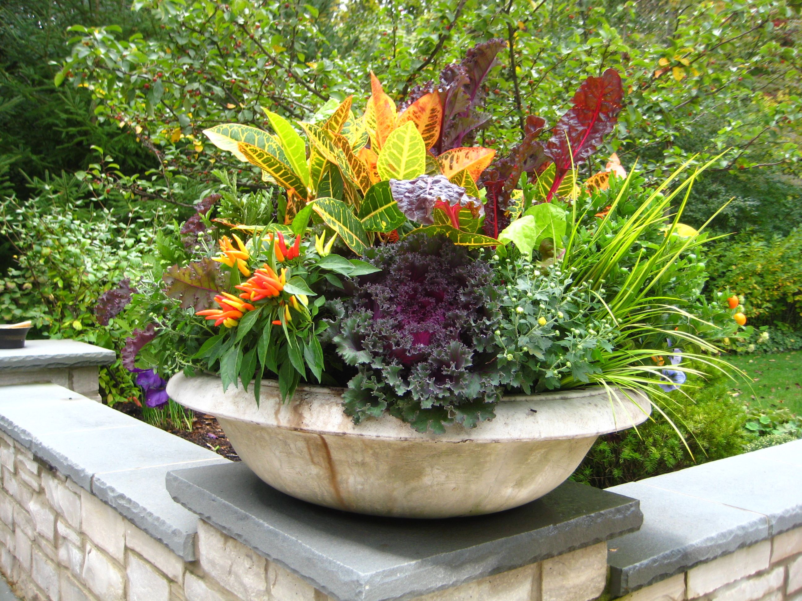 Beautiful Fall Flowers To Plant