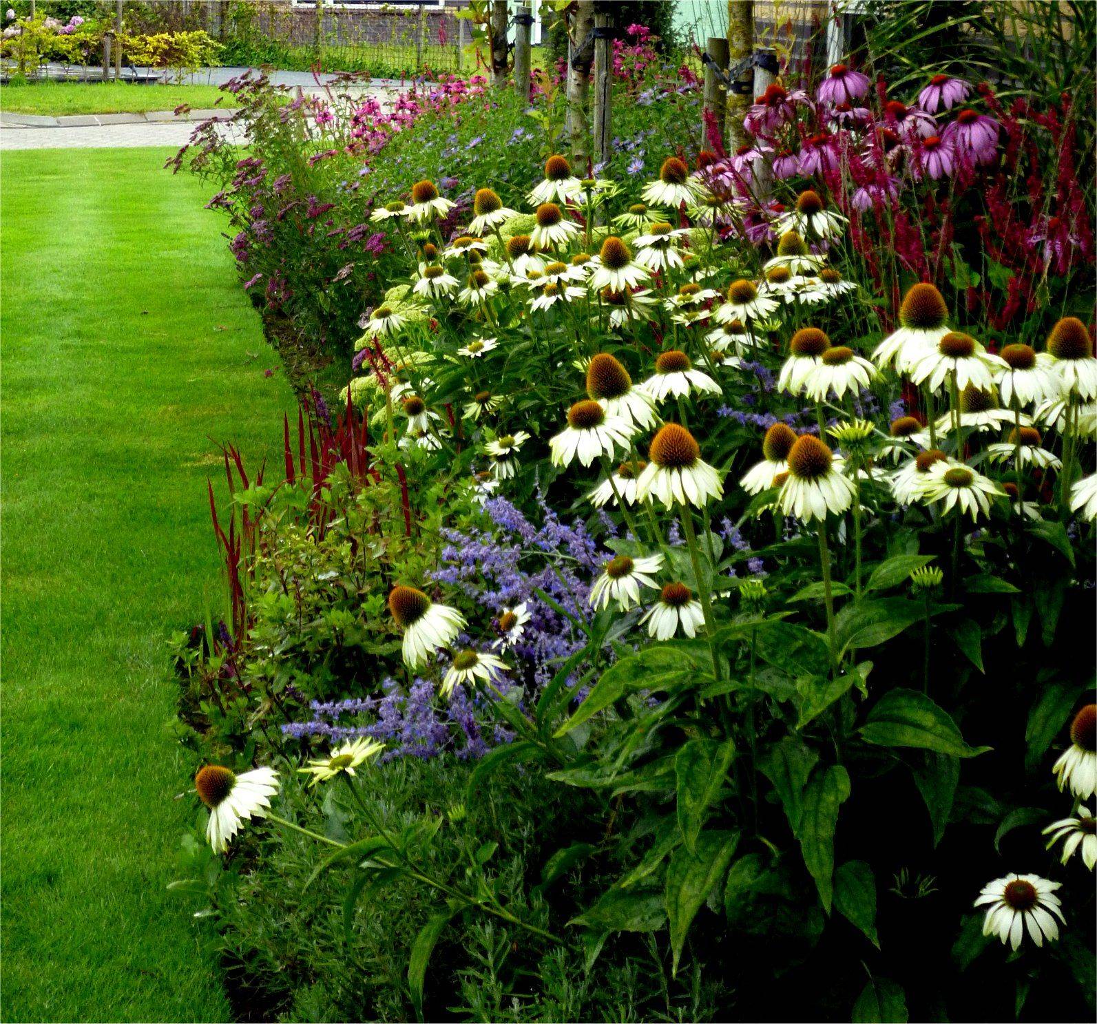 Foolproof Perennial Plants