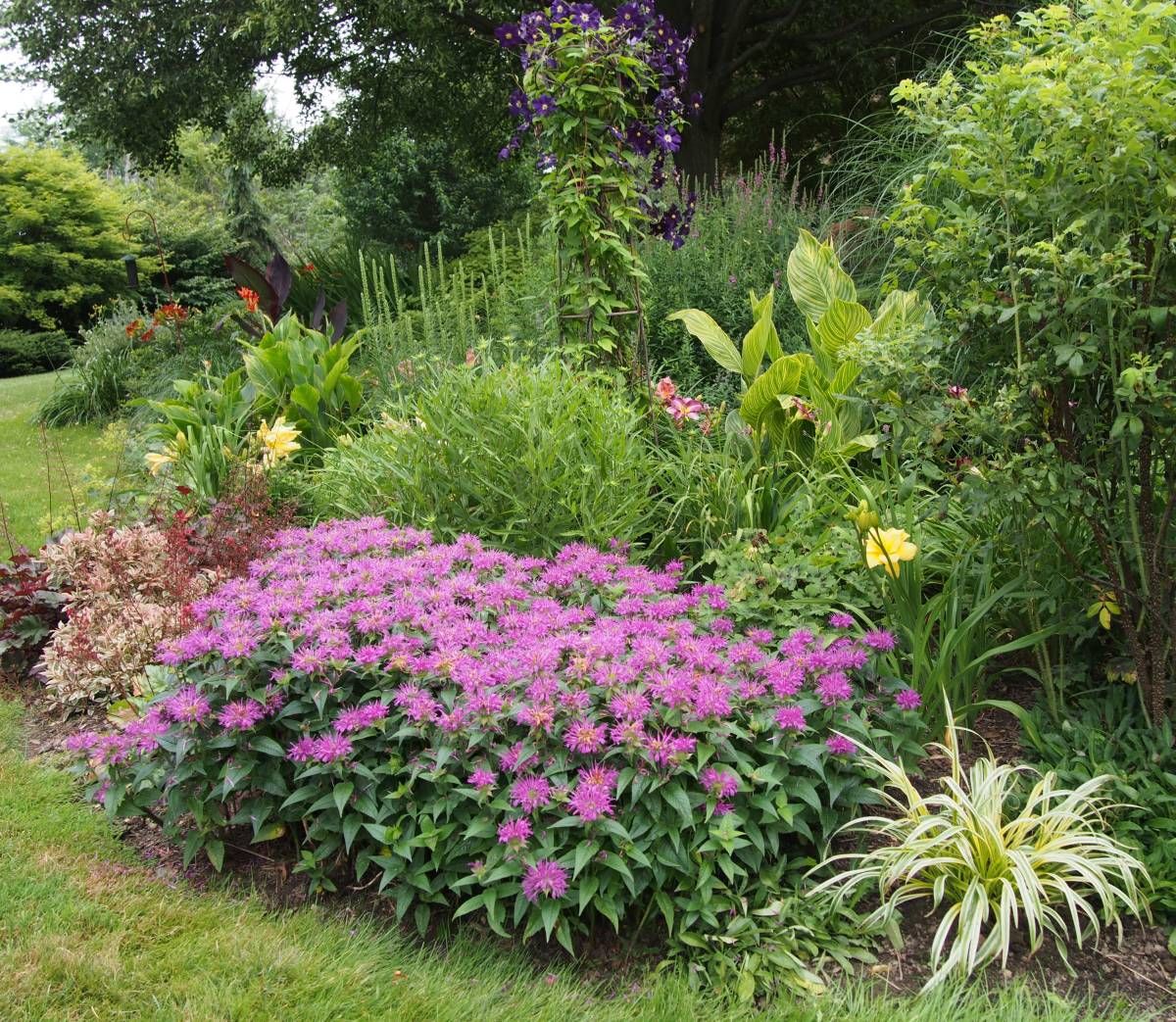 Border Flowers Geranium Rozanne