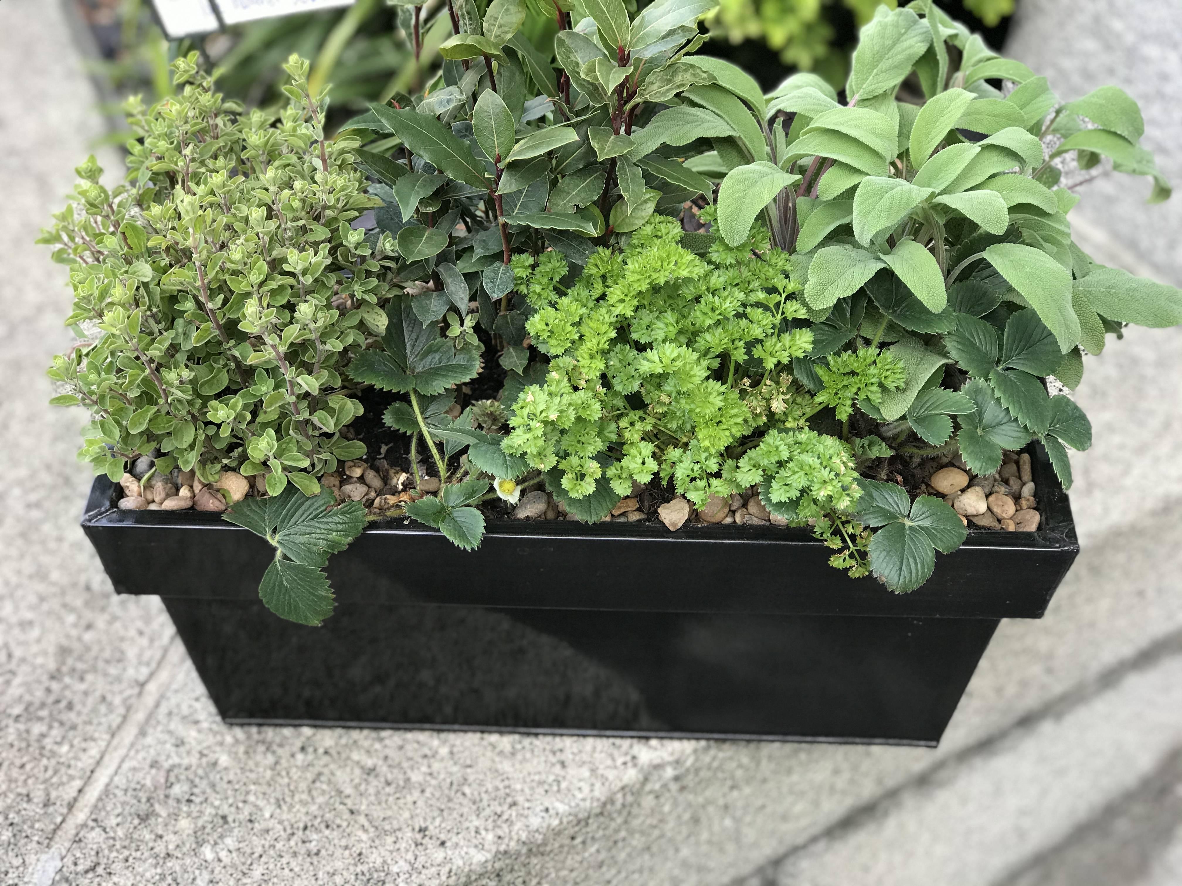 Herb Kits Wooden Planter Box