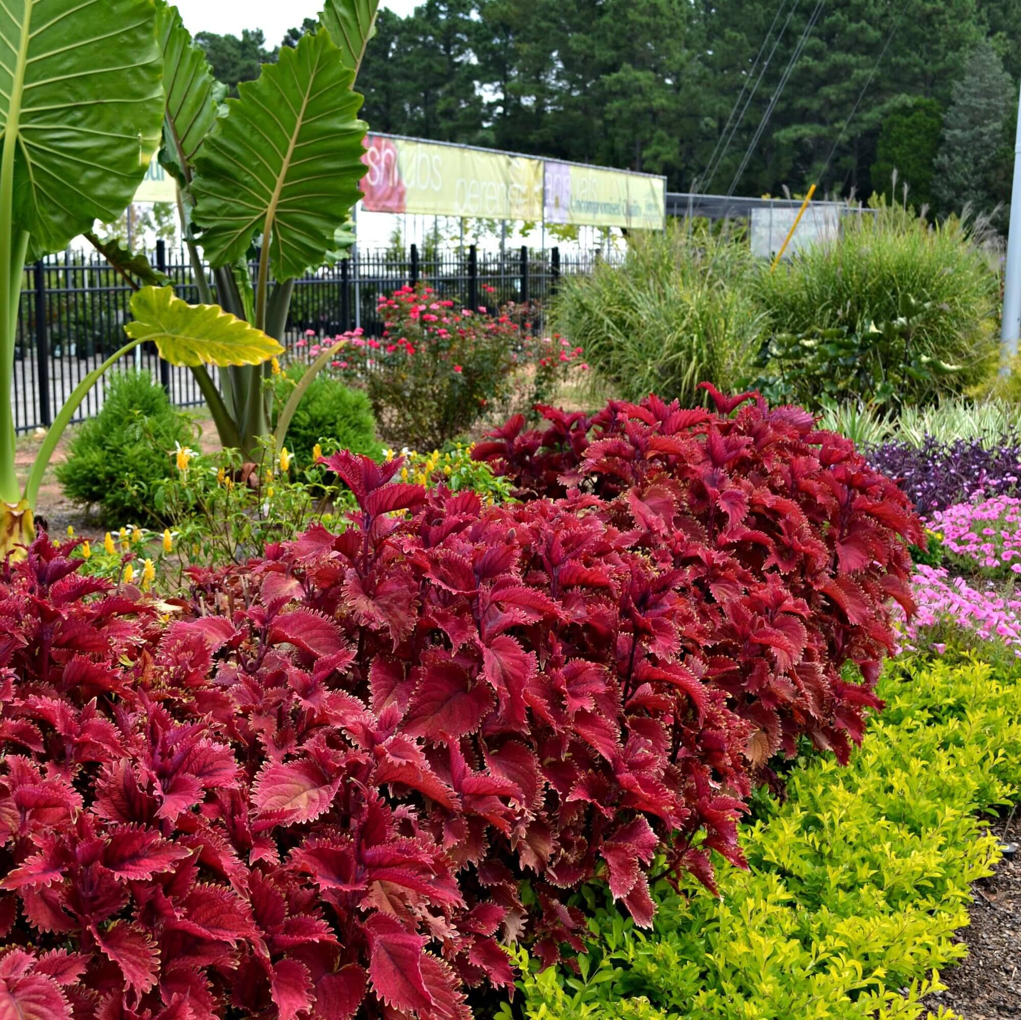 Amazing Flower Garden Ideas