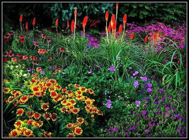 Late Summer Combination