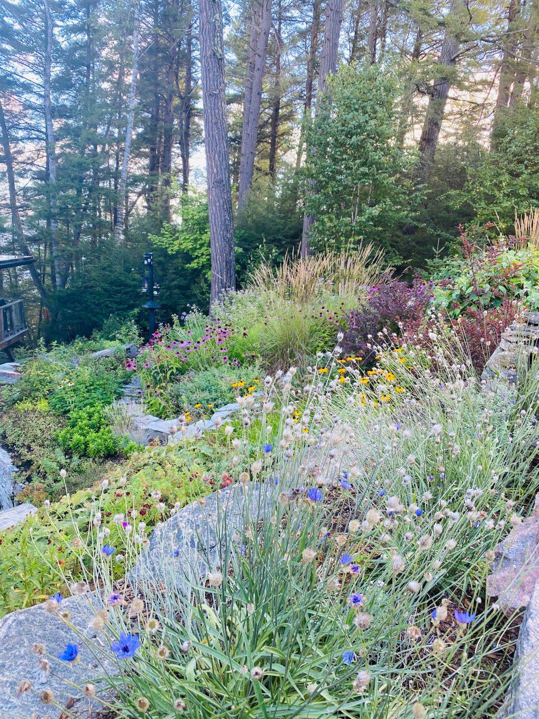 Garden Bloggers Bloom Day Foliage Followup August Late Summer