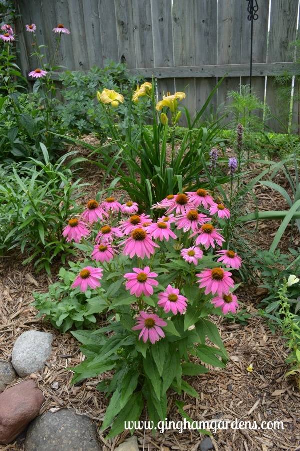 Latesummer Color