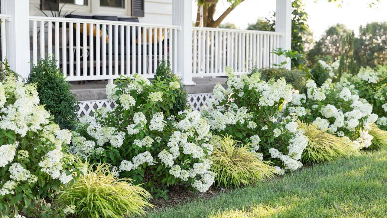 Late Summer Flowers