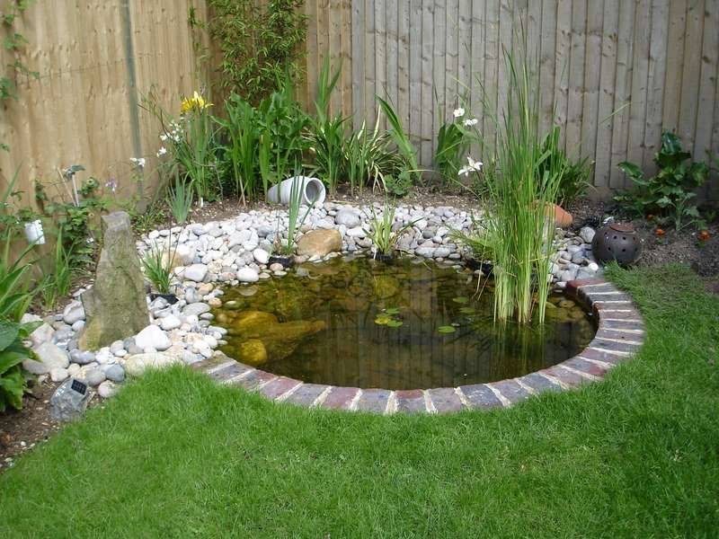 Ground Patio Pond Backyard Summer Small Fish