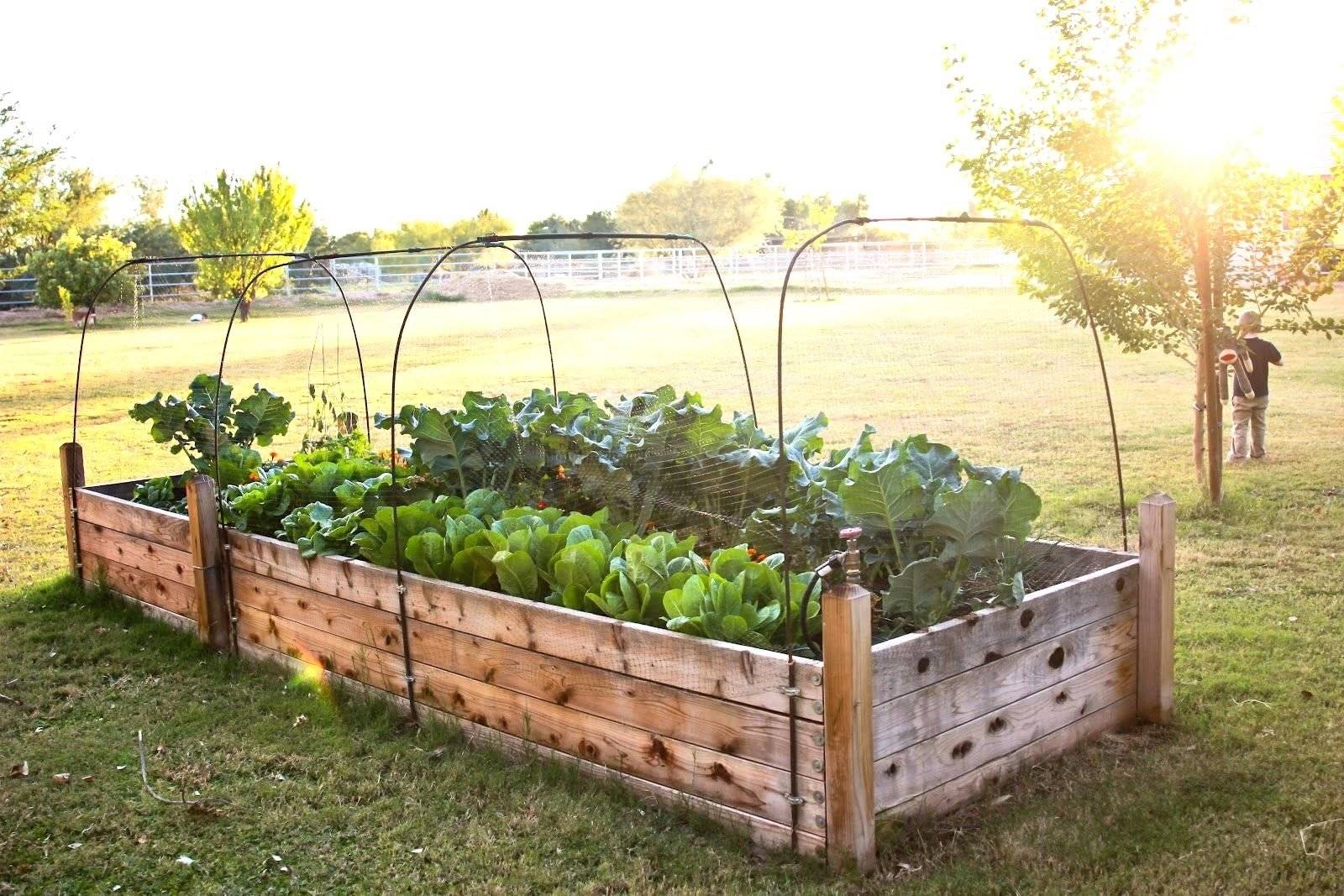 A Raised Bed Garden