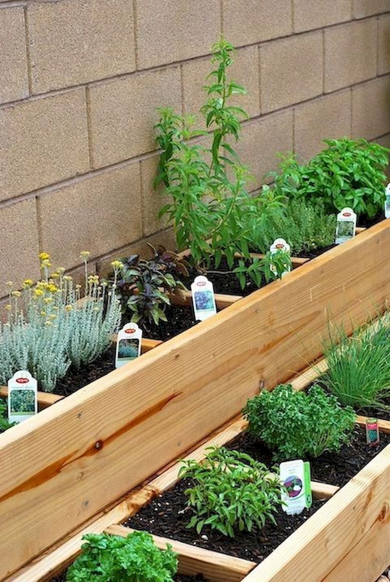 Herb Garden Backyard