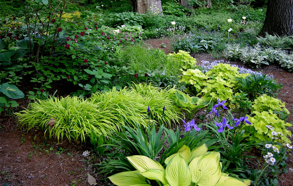 Hosta Shade Garden Front Yard Landscaping Design