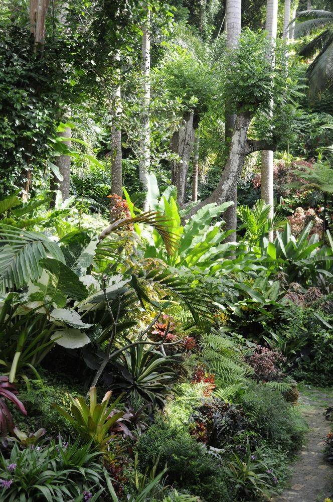 Best Tropical Shade Gardening Ideas