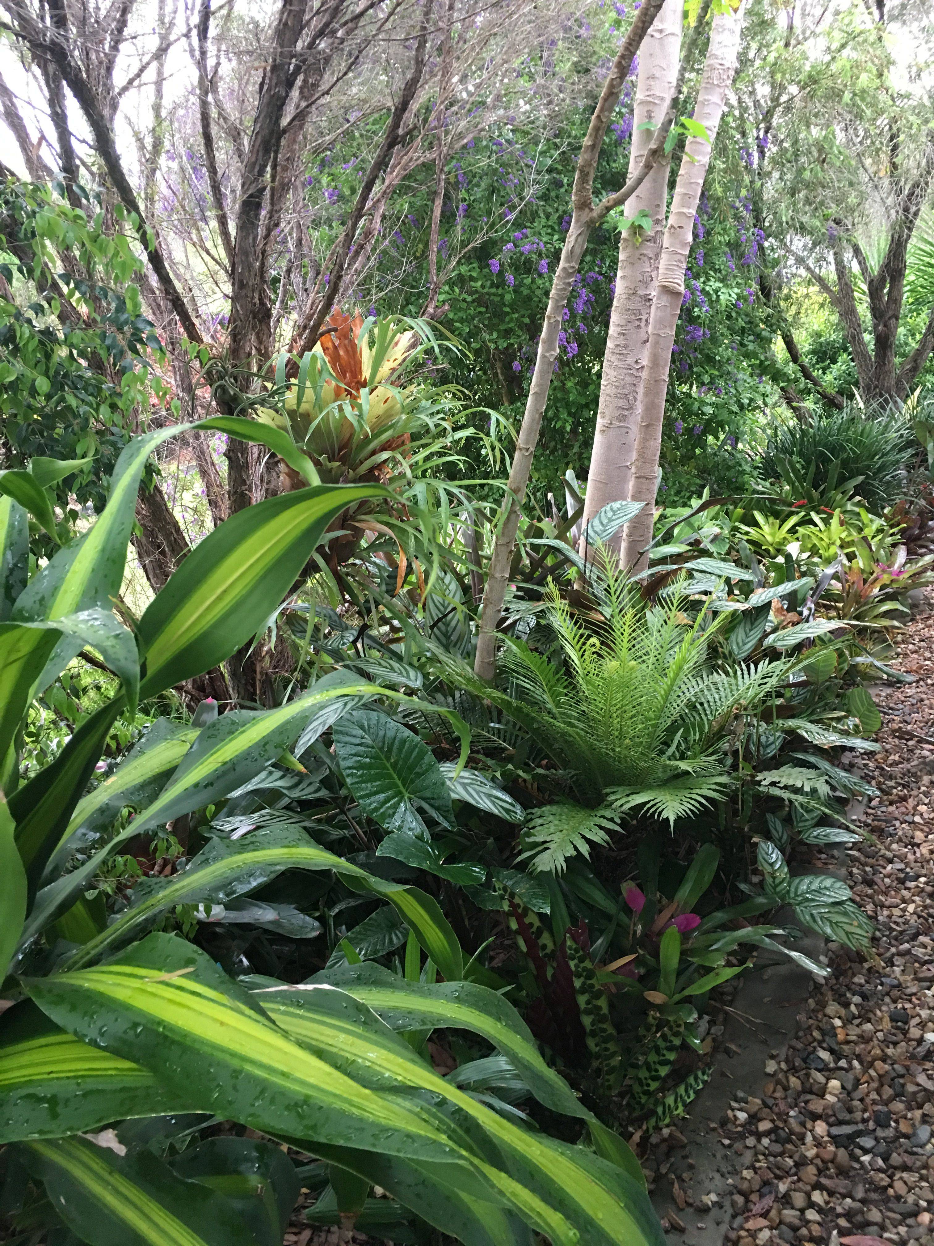 Huntes Garden Arthur Road Landscapes Tropical Garden Design Shade