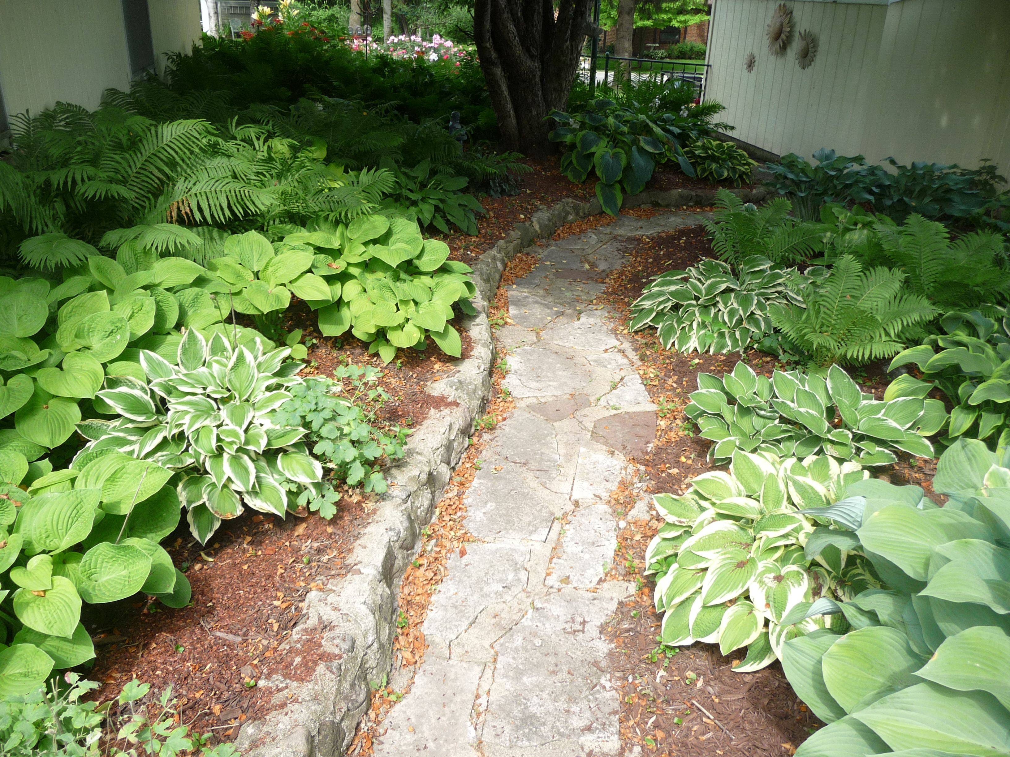 Astilbe Shade Garden