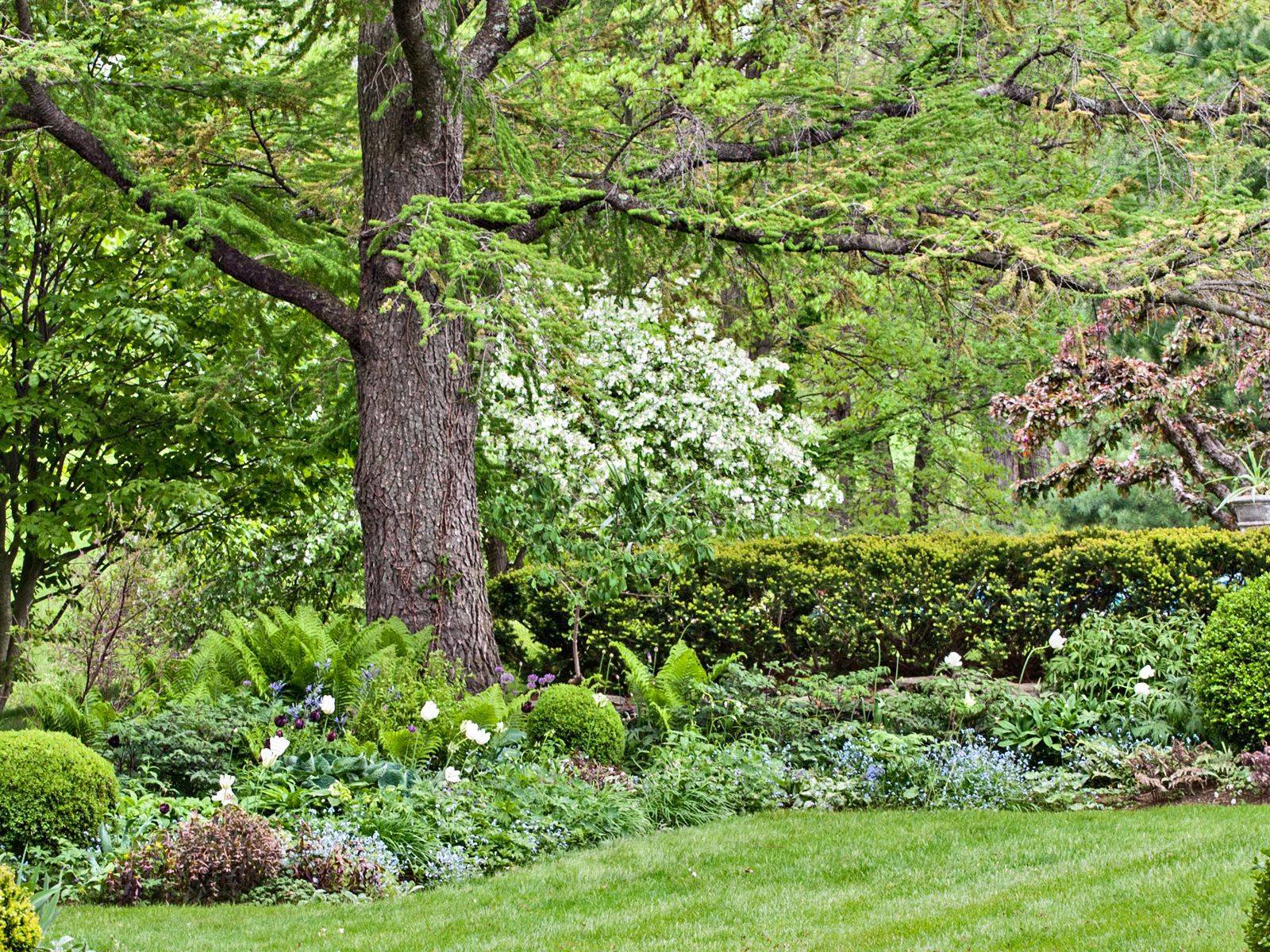 Shade Garden Ideas Primroses