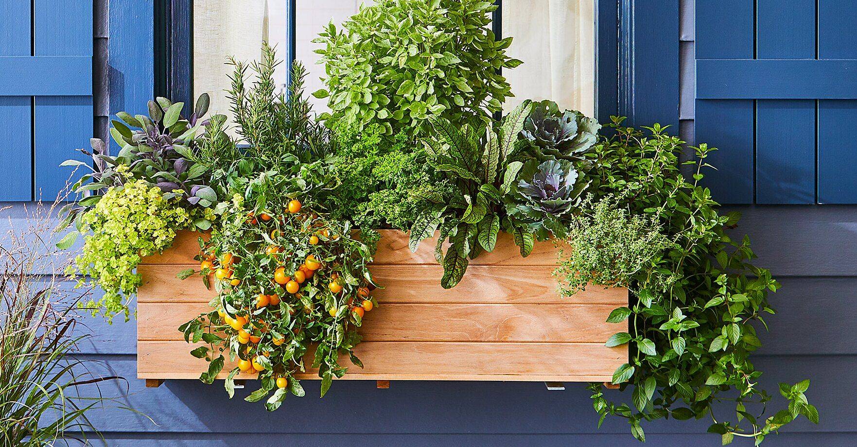 Window Box Herb