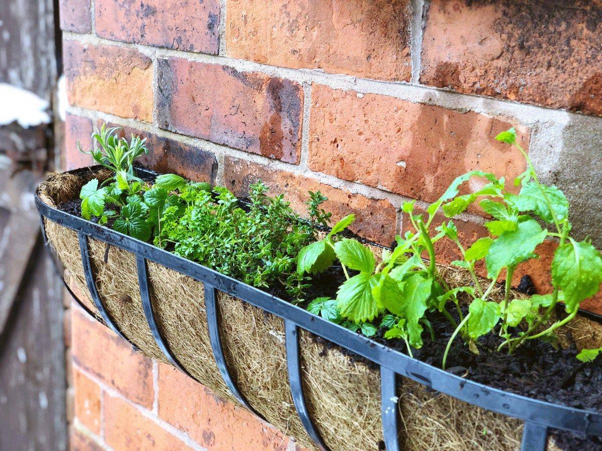 Herb Window Box Garden
