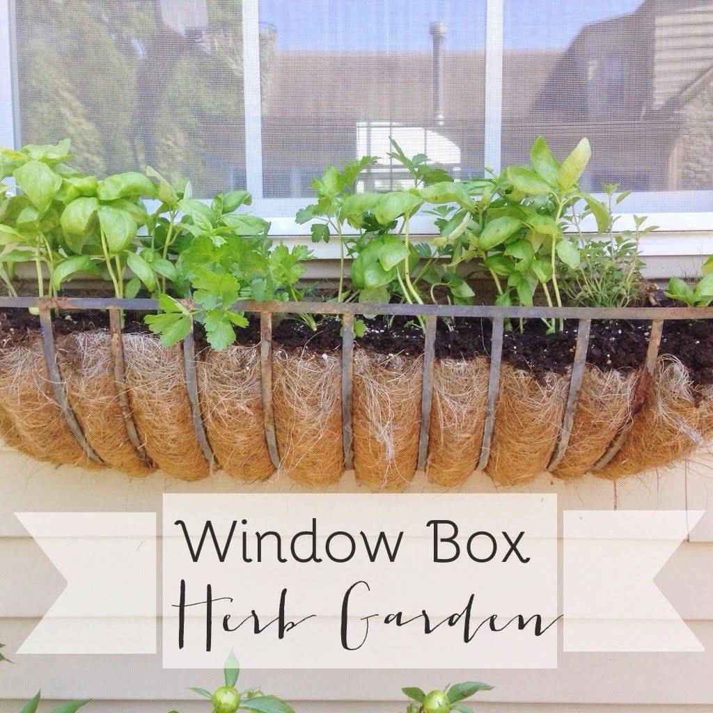 How To Plant A Window Box Herb Garden Fresh Herbs Window Box In