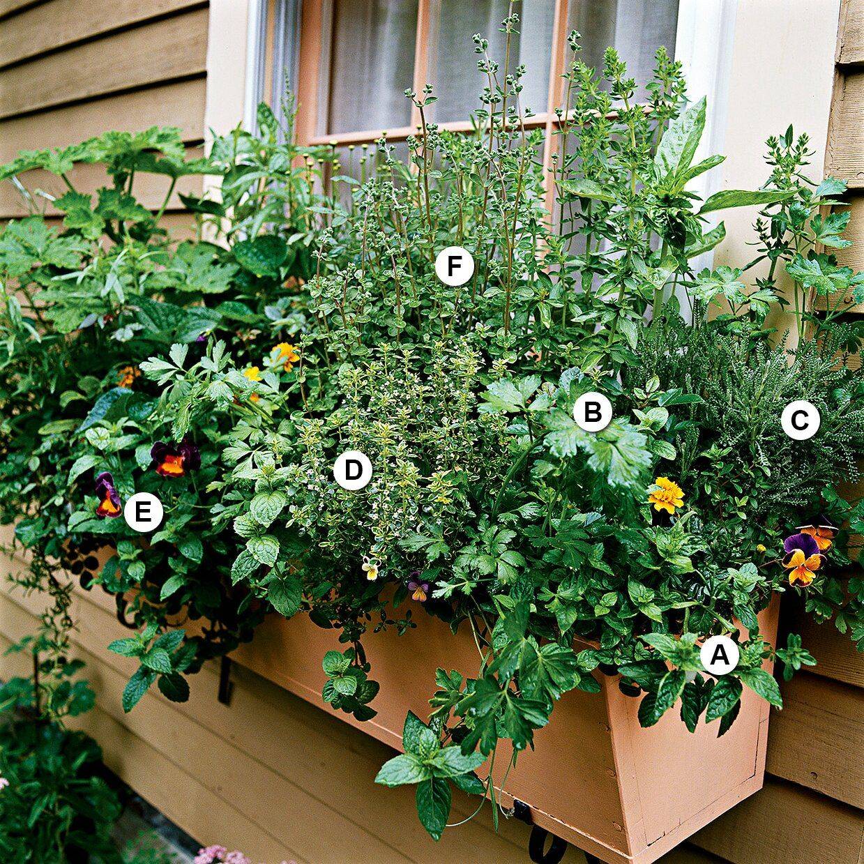 A Herb Windowbox Plants
