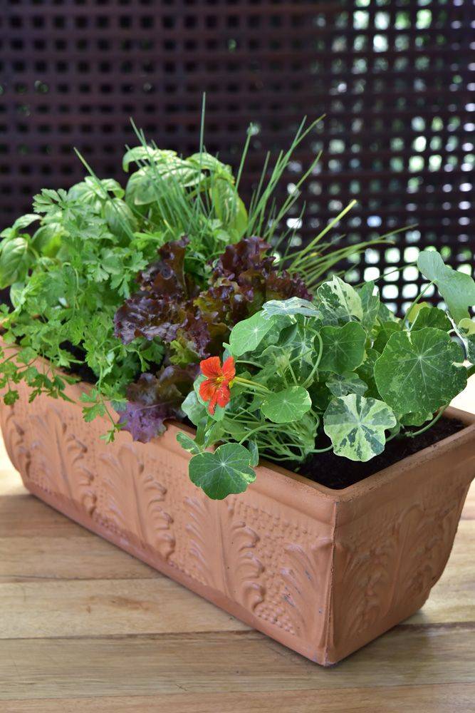 Container Gardening Hgtv