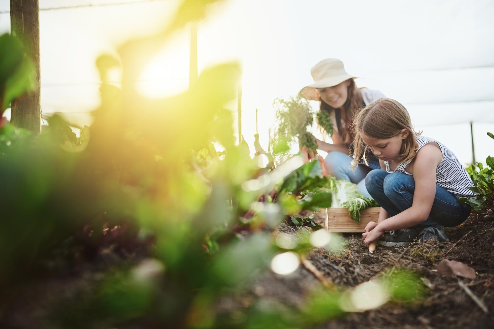 Diy Backyard Gardening Ideas