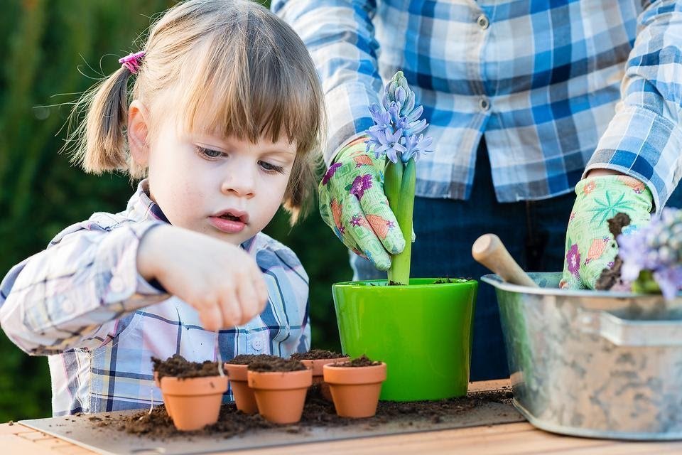 Vegetable Gardens