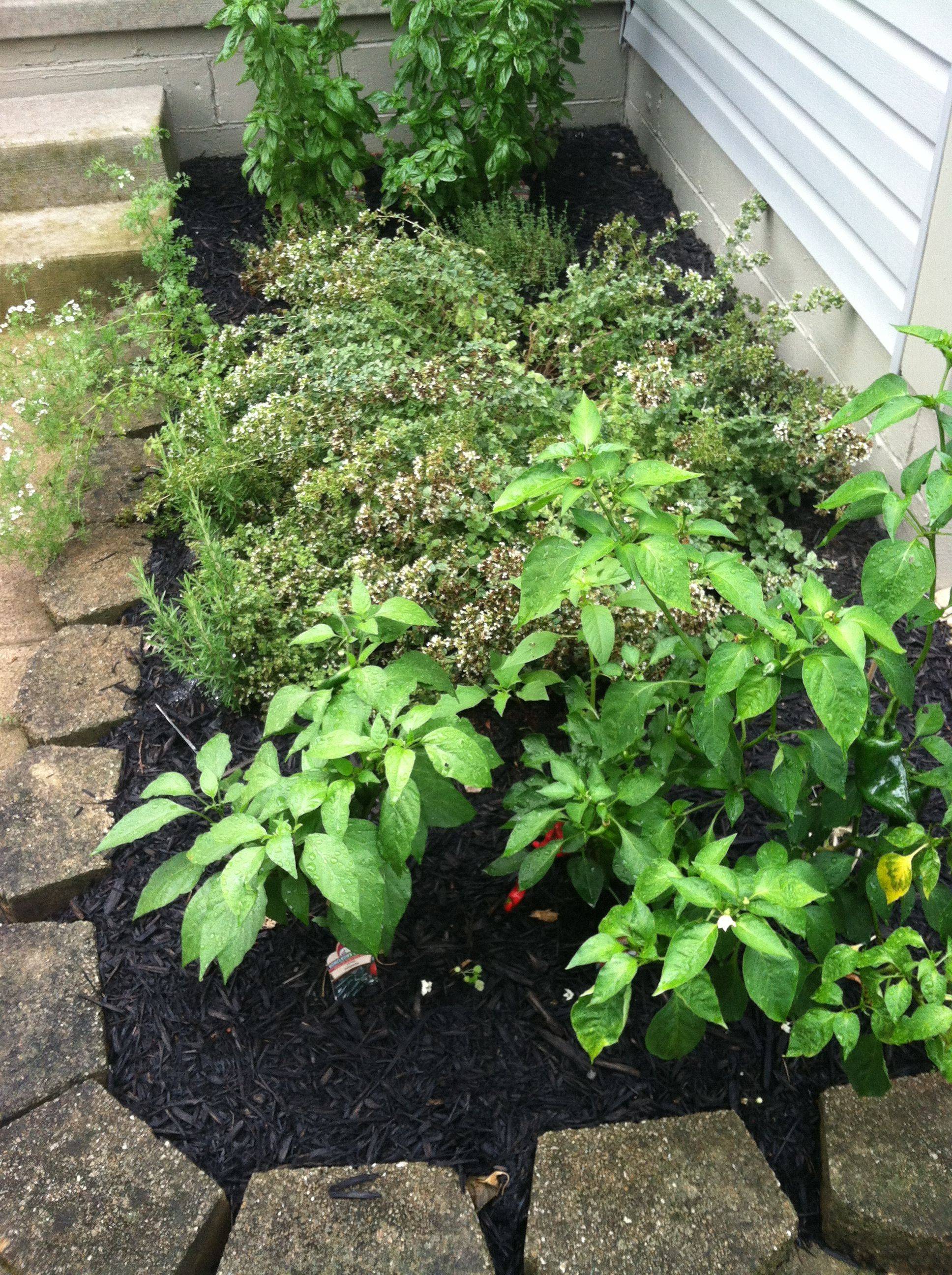 16 Spice Garden Ideas You Should Check SharonSable