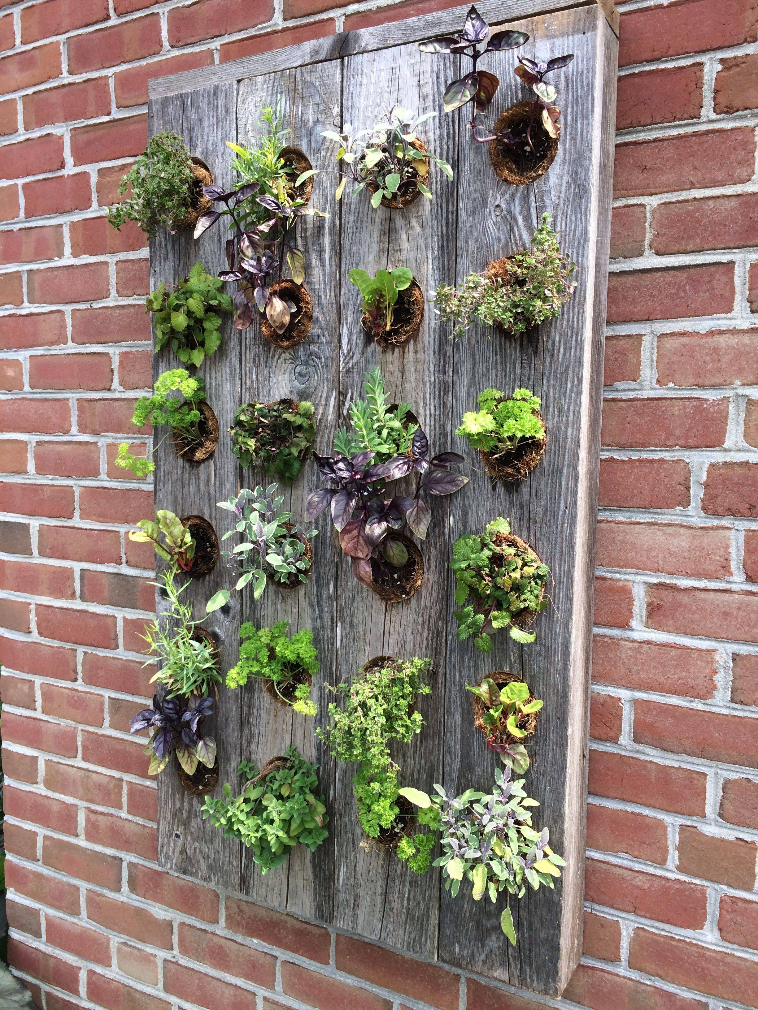 16 Spice Garden Ideas You Should Check SharonSable