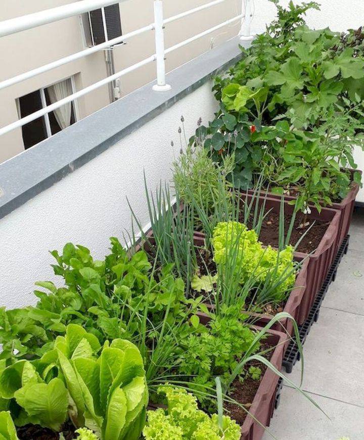 Inspiring Small Vegetable Garden Ideas