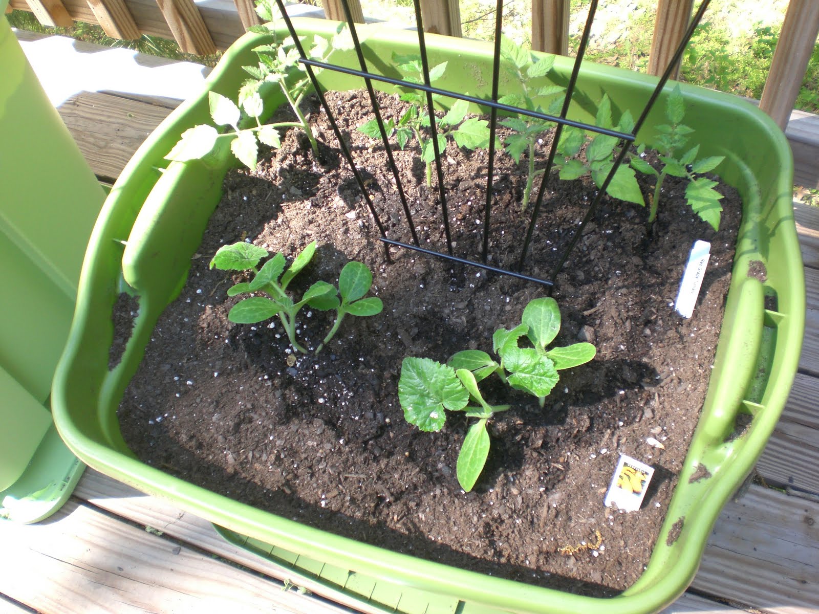 Insanely Clever Gardening Tips