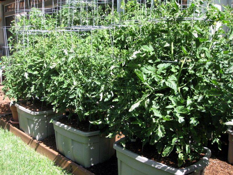 18 Rubbermaid Container Gardening Ideas You Must Look SharonSable